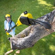 Lawn Pest Prevention in Urbancrest, OH