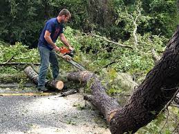 Why Choose Our Tree Removal Services in Urbancrest, OH?